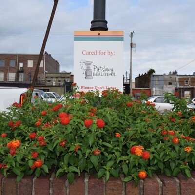 Beautiful lantana at Pine St. planter.